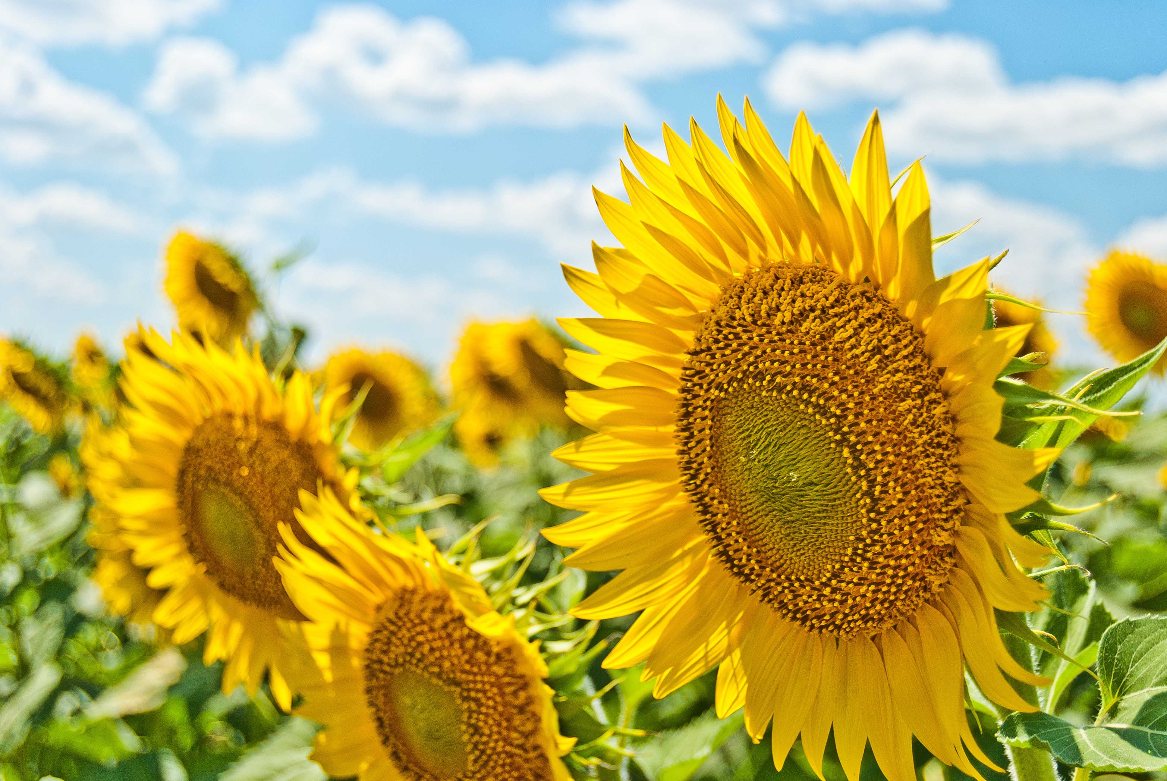 summer sun flowers under a beautiful sky